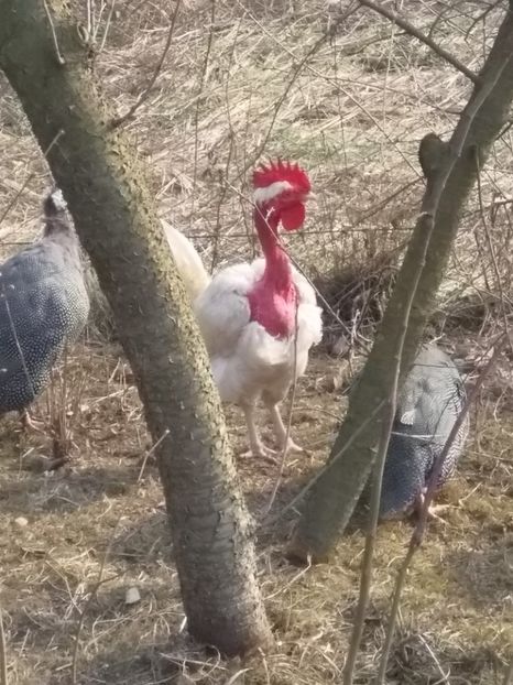  - Găinile mele gat golaș de Transilvania 2018