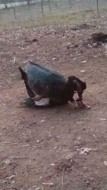 - ratele mele lesesti 2