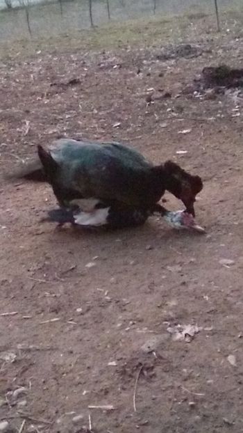  - ratele mele lesesti 2