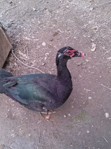  - ratele mele lesesti 2