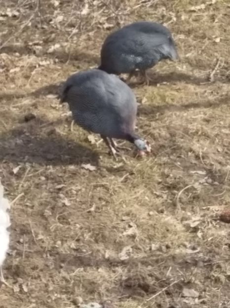  - Bibilicile mele 2018