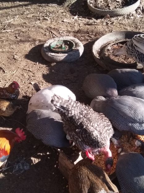  - Bibilicile mele 2018