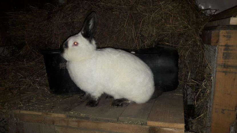  - d californieni 2019