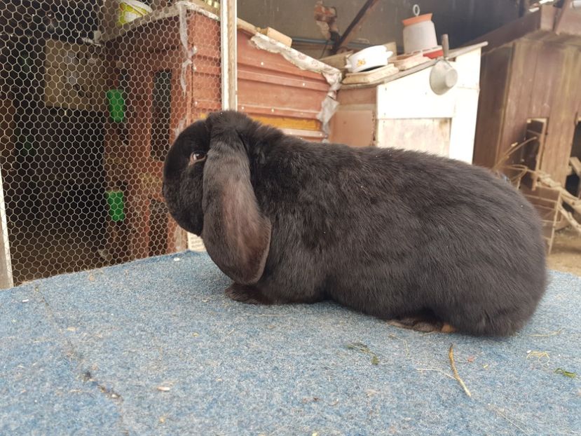  - De vanzare 21 02 2019