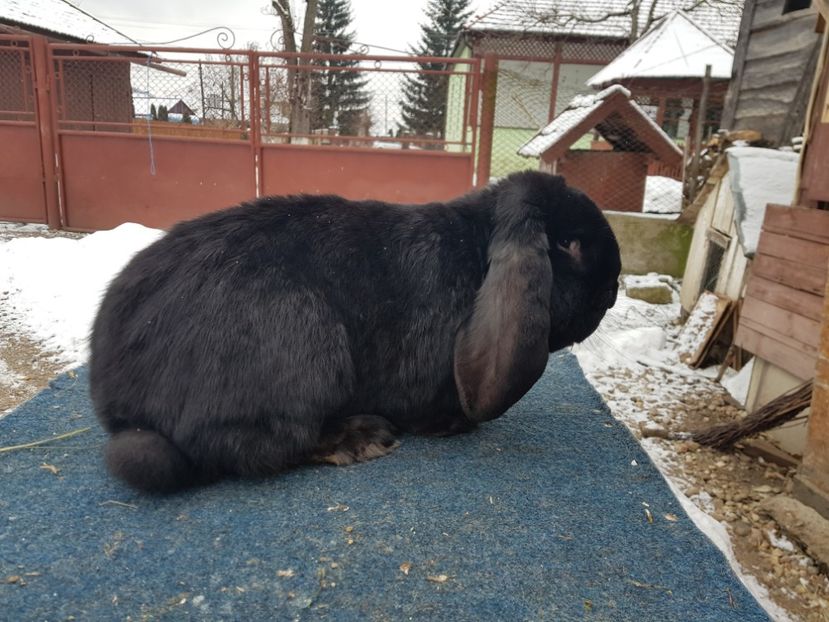  - De vanzare 21 02 2019