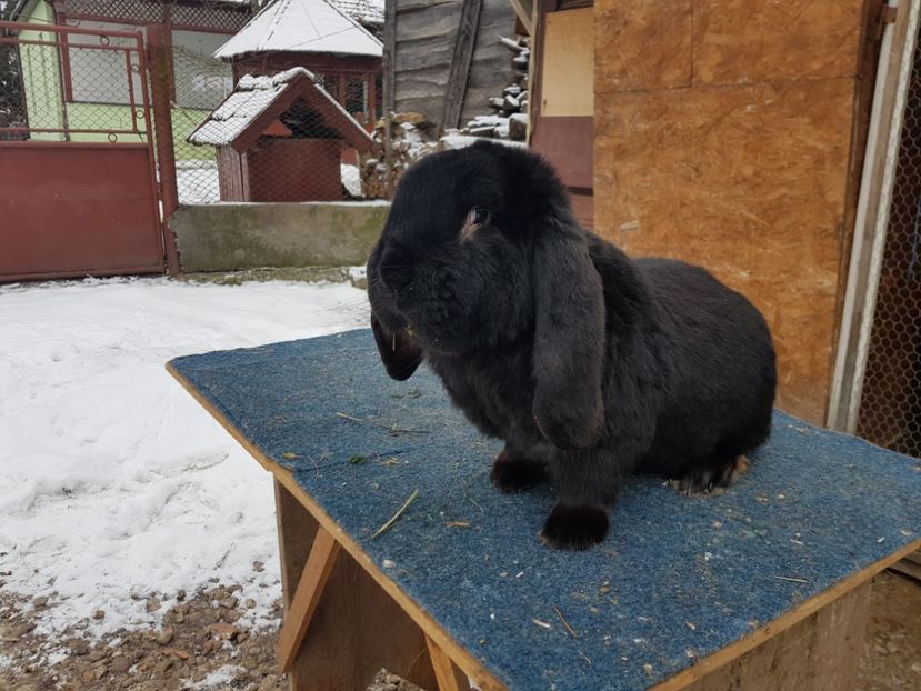  - De vanzare 21 02 2019