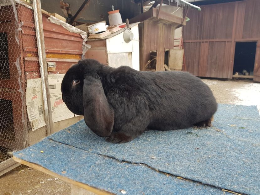  - De vanzare 21 02 2019