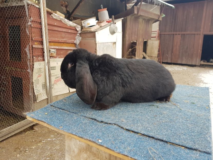  - De vanzare 21 02 2019