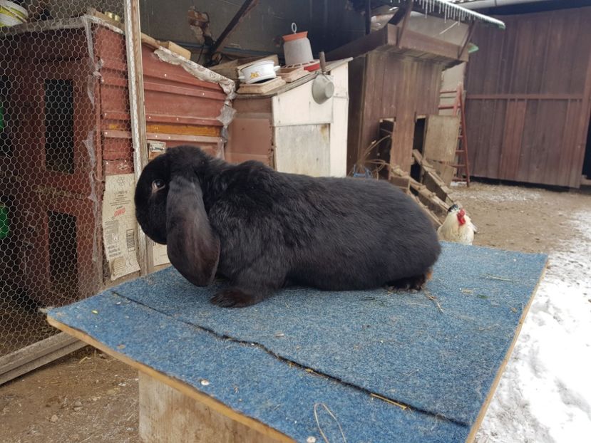  - De vanzare 21 02 2019