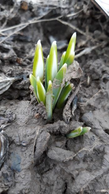  - Primavara 2019-2022