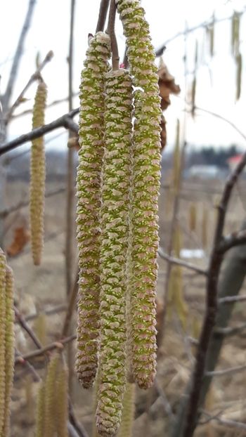 Alun - Primavara 2019-2022