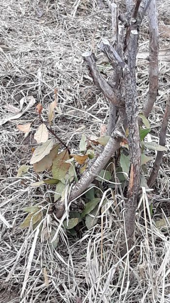 Dafin - Primavara 2019-2022