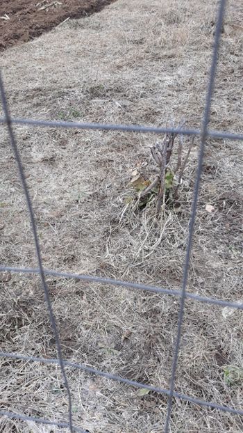  - Primavara 2019-2022