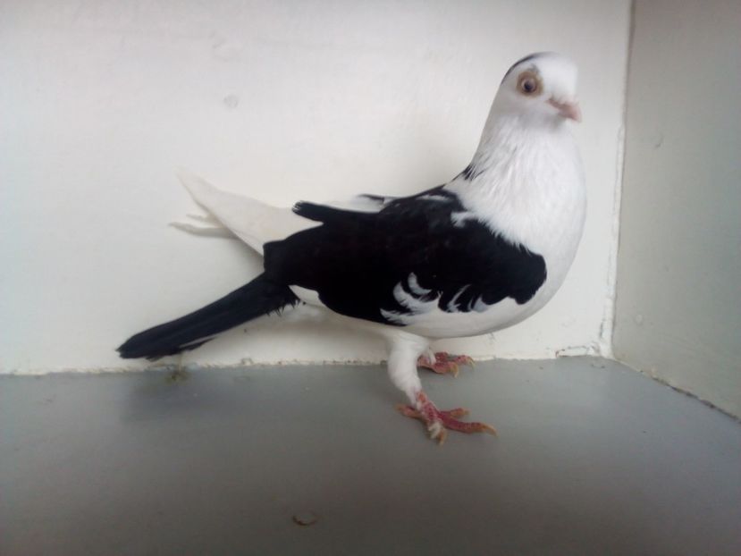  - PORUMBEI CARE MI AU APARTINUT