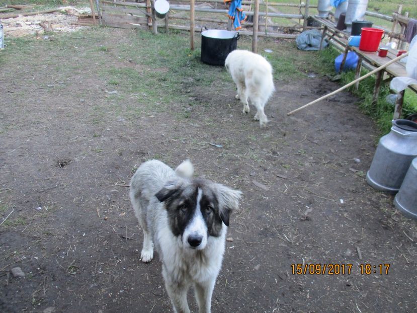  - COBORATUL CU STANA 2017 DIN CALIMANI