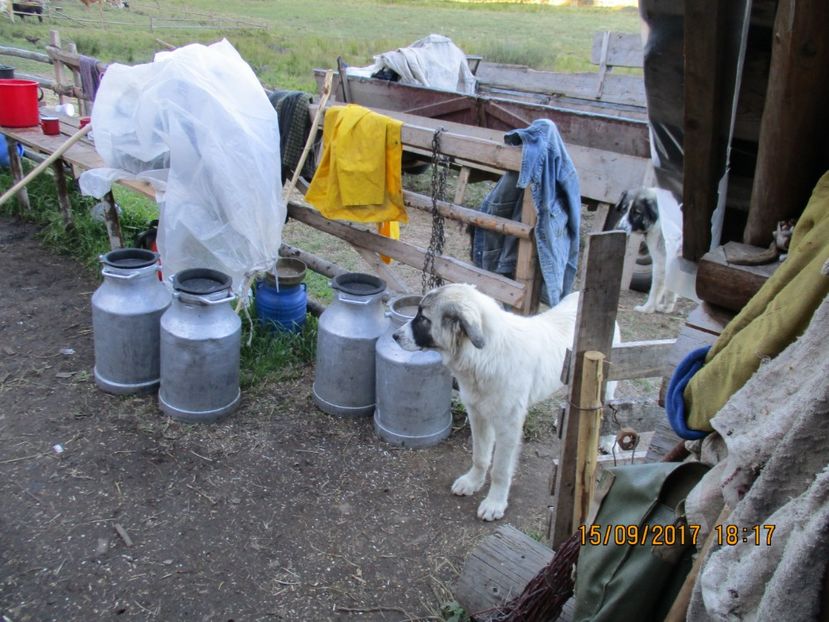  - COBORATUL CU STANA 2017 DIN CALIMANI