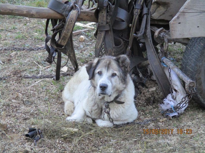  - COBORATUL CU STANA 2017 DIN CALIMANI