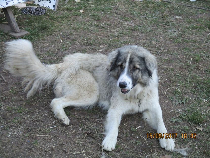  - COBORATUL CU STANA 2017 DIN CALIMANI