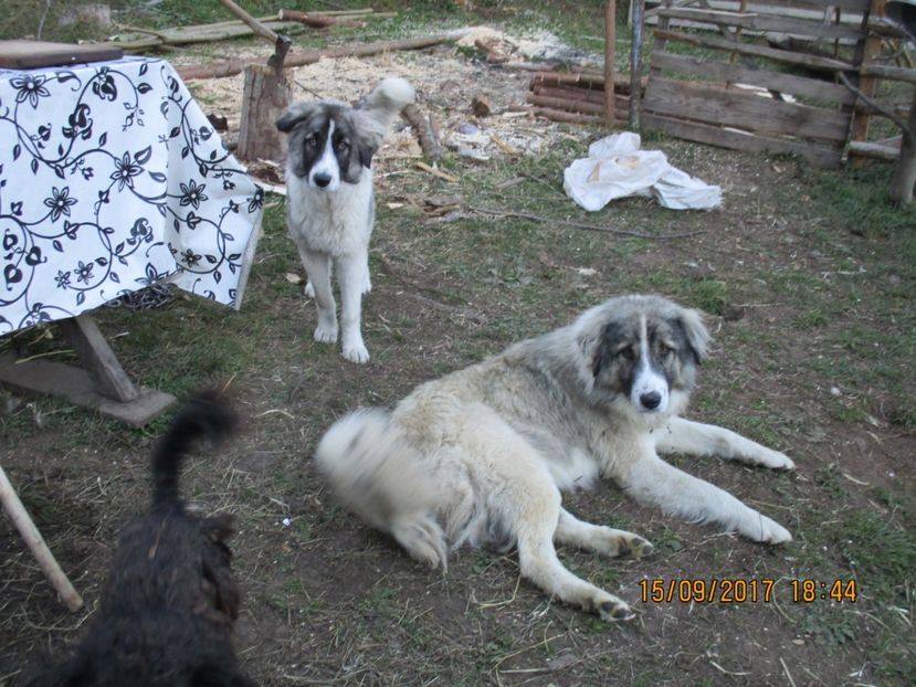  - COBORATUL CU STANA 2017 DIN CALIMANI