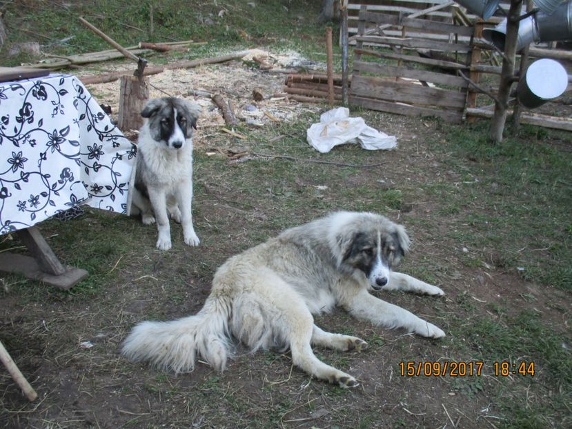  - COBORATUL CU STANA 2017 DIN CALIMANI