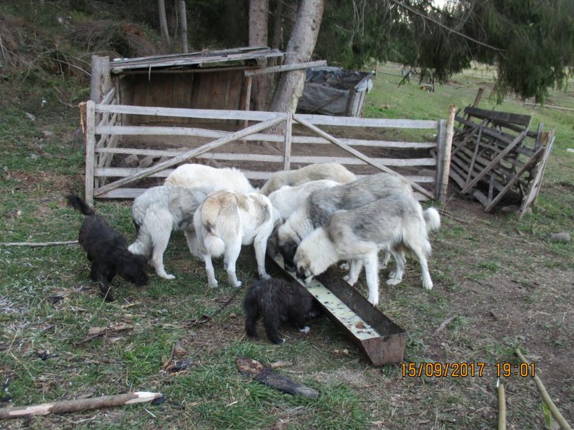  - COBORATUL CU STANA 2017 DIN CALIMANI