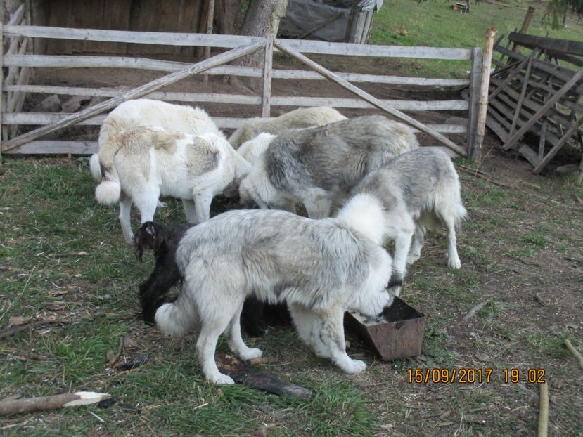  - COBORATUL CU STANA 2017 DIN CALIMANI