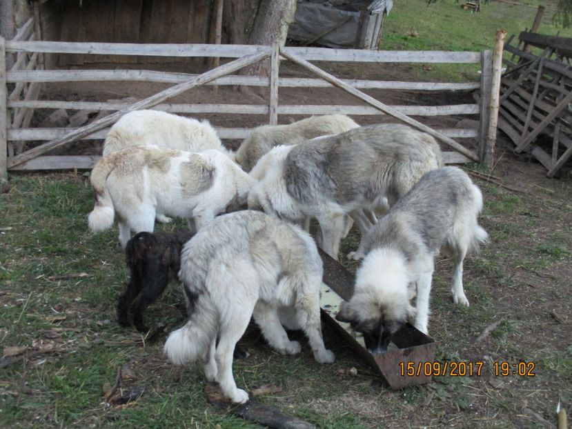 - COBORATUL CU STANA 2017 DIN CALIMANI