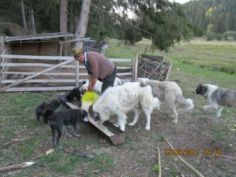 - COBORATUL CU STANA 2017 DIN CALIMANI