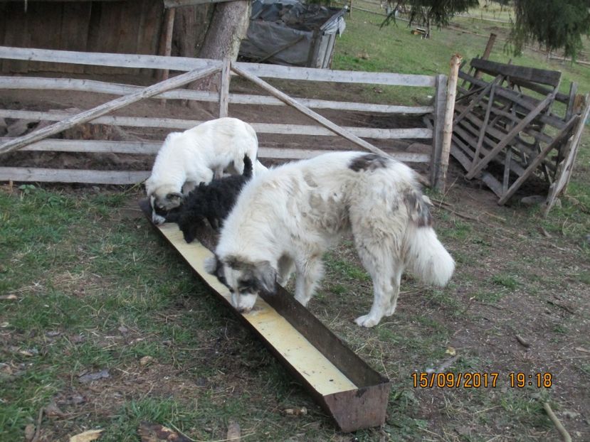  - COBORATUL CU STANA 2017 DIN CALIMANI