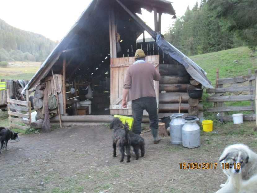  - COBORATUL CU STANA 2017 DIN CALIMANI