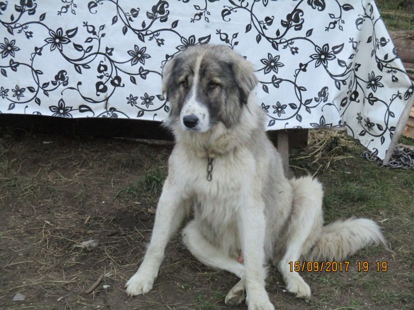  - COBORATUL CU STANA 2017 DIN CALIMANI