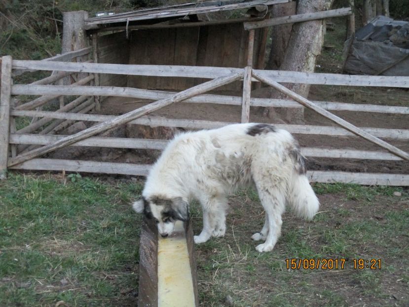  - COBORATUL CU STANA 2017 DIN CALIMANI