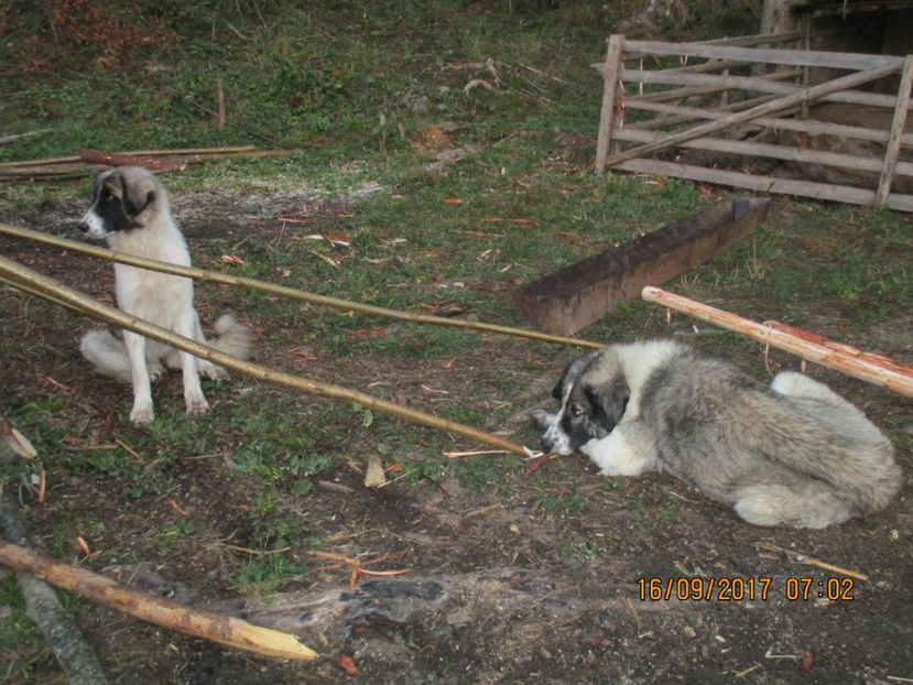  - COBORATUL CU STANA 2017 DIN CALIMANI