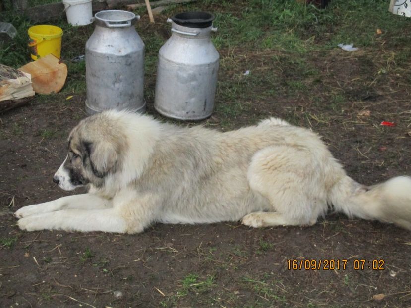  - COBORATUL CU STANA 2017 DIN CALIMANI