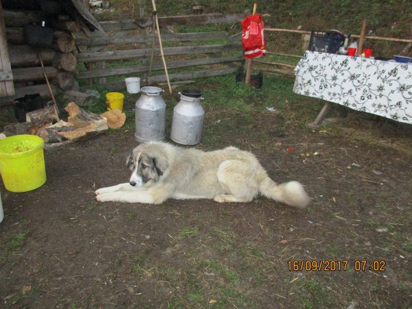  - COBORATUL CU STANA 2017 DIN CALIMANI