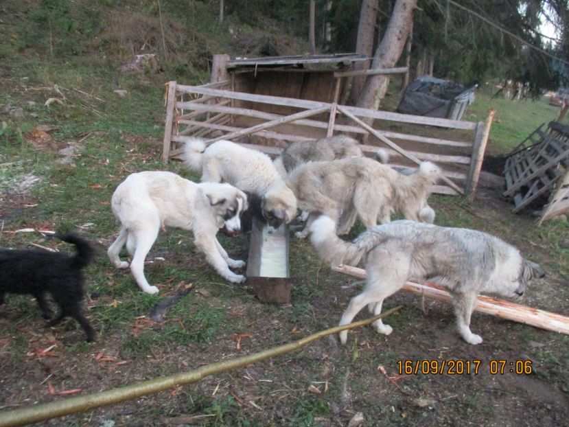  - COBORATUL CU STANA 2017 DIN CALIMANI