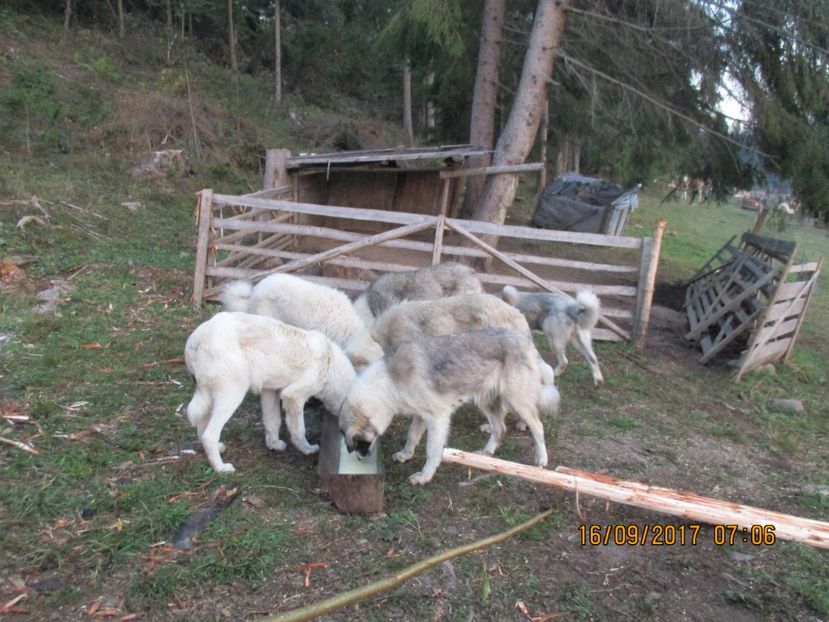  - COBORATUL CU STANA 2017 DIN CALIMANI
