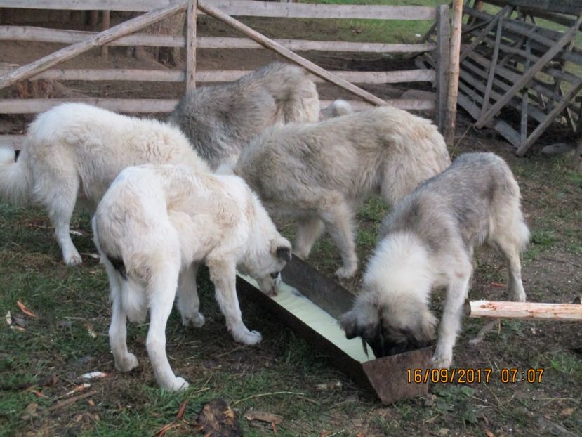  - COBORATUL CU STANA 2017 DIN CALIMANI