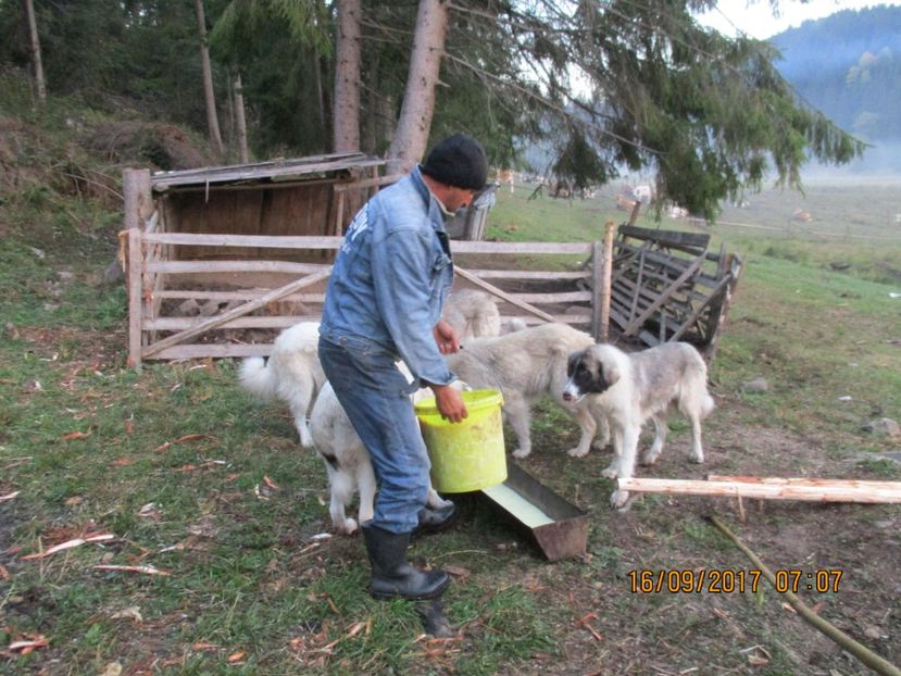  - COBORATUL CU STANA 2017 DIN CALIMANI