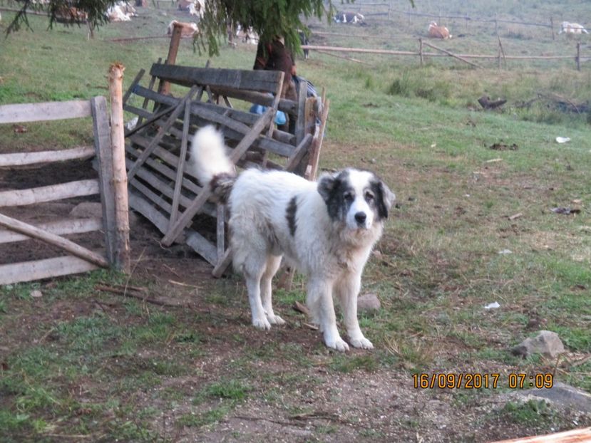  - COBORATUL CU STANA 2017 DIN CALIMANI