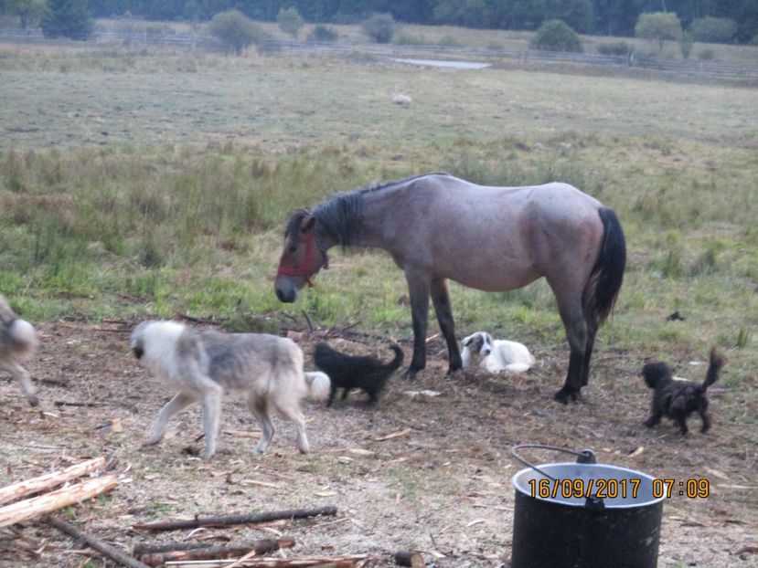  - COBORATUL CU STANA 2017 DIN CALIMANI
