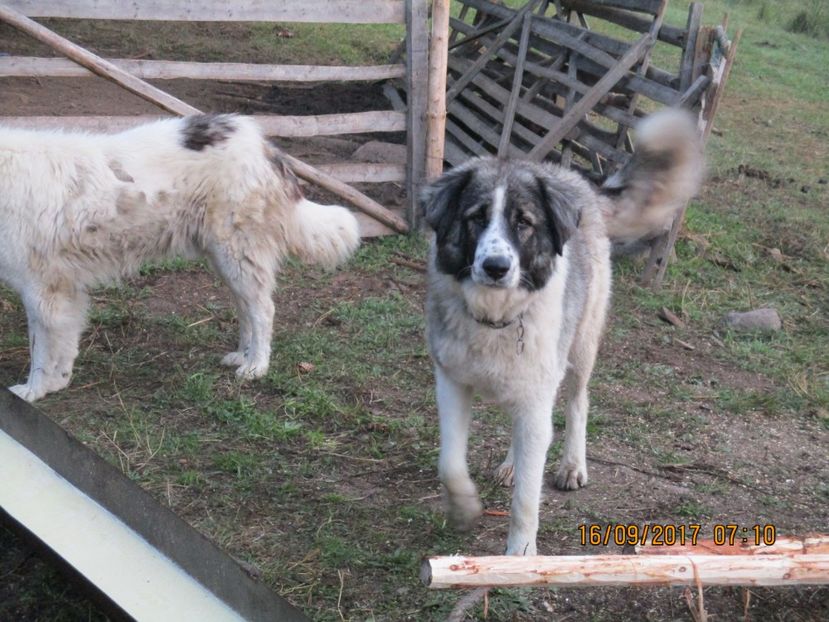  - COBORATUL CU STANA 2017 DIN CALIMANI