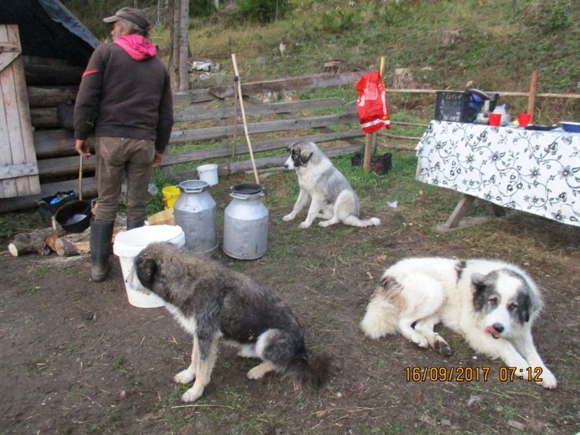  - COBORATUL CU STANA 2017 DIN CALIMANI