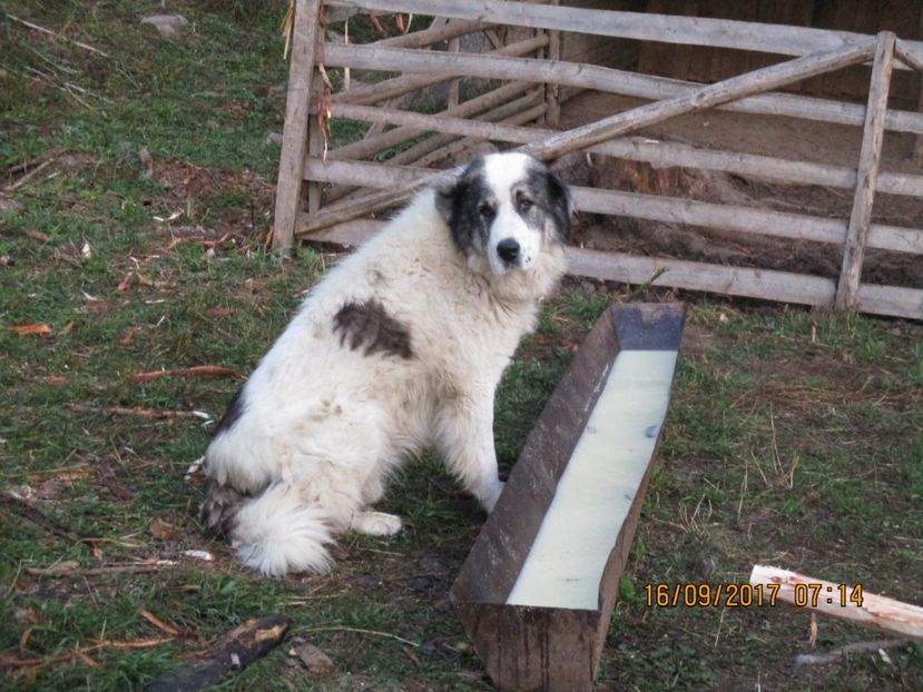  - COBORATUL CU STANA 2017 DIN CALIMANI