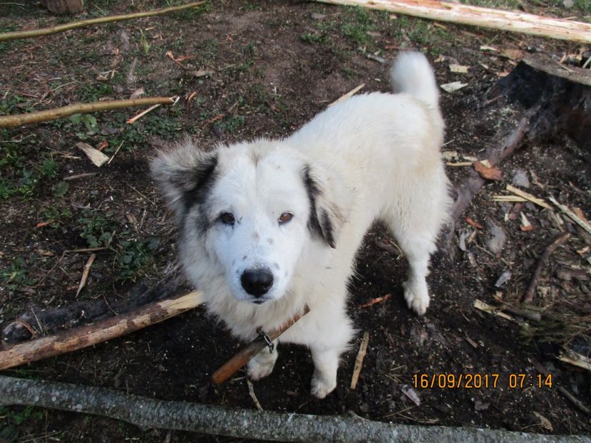  - COBORATUL CU STANA 2017 DIN CALIMANI