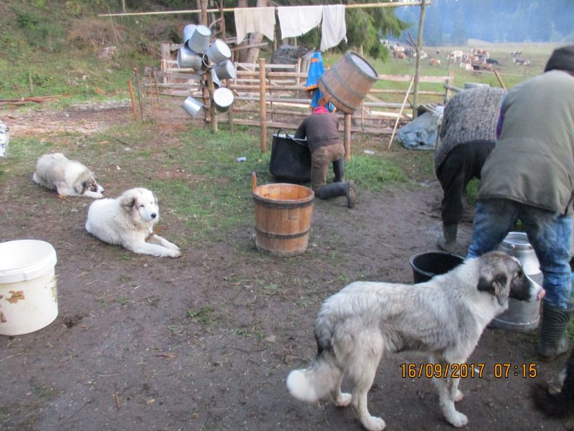  - COBORATUL CU STANA 2017 DIN CALIMANI