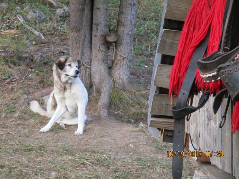  - COBORATUL CU STANA 2017 DIN CALIMANI