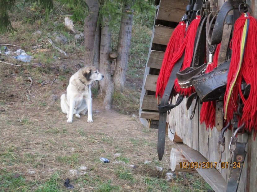  - COBORATUL CU STANA 2017 DIN CALIMANI