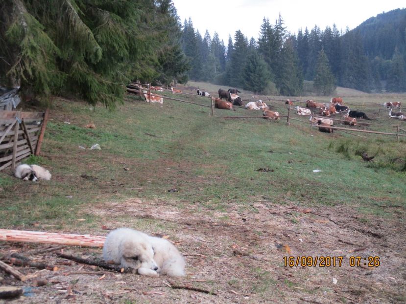  - COBORATUL CU STANA 2017 DIN CALIMANI