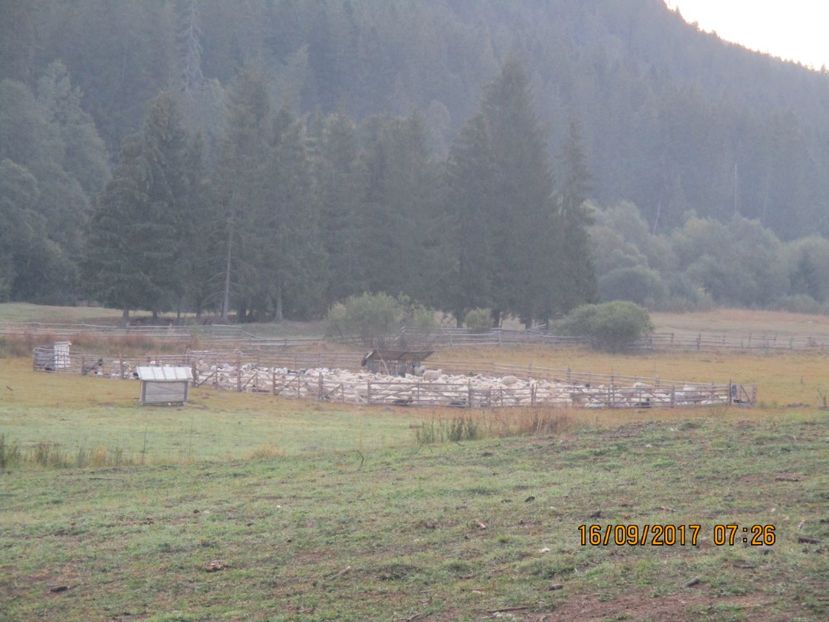  - COBORATUL CU STANA 2017 DIN CALIMANI